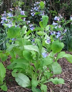 Mulching Garden